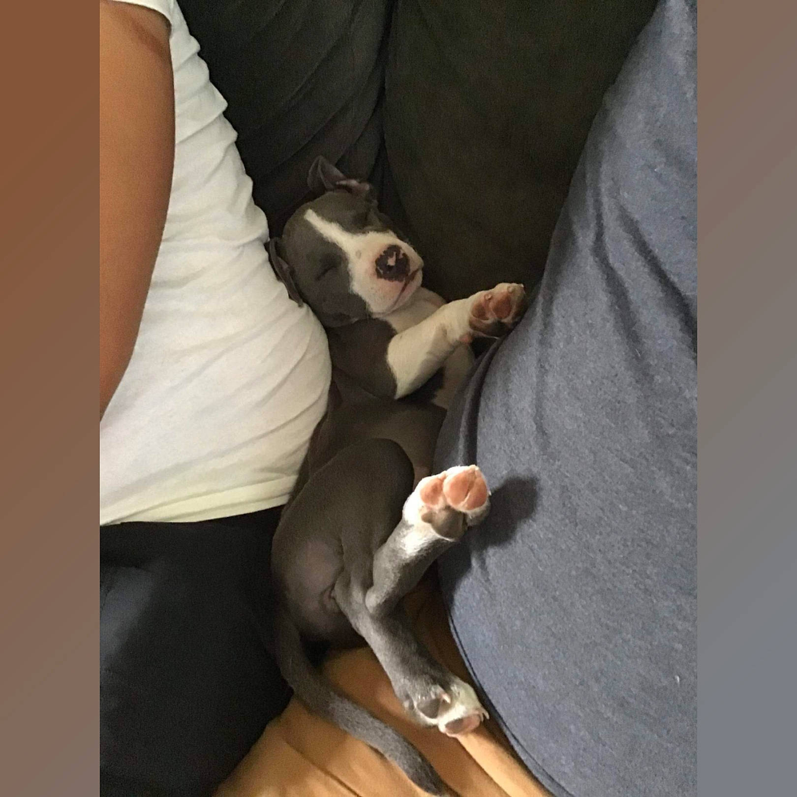 Luna Jean is registered to the contest to win money with this photo: boston_terrier, canidae, carnivore, dog, dog_breed, fawn, feist, italian_greyhound, lurcher, mammal, non_sporting_group, puppy, tail, toy_dog, whippet