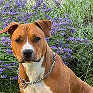 Ukie a rejoint le concours — aidez-le/la à gagner de superbes lots ! dog, pet, brown_dog, white_chest, sitting, outdoor, garden, flowers, purple_flowers, grass, animal, canine, portrait, chain_collar, short_fur, floppy_ears, front_facing, serious_expression, nature, vertical_photo