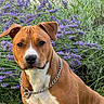 dog, pet, brown_dog, white_chest, sitting, outdoor, garden, flowers, purple_flowers, grass, animal, canine, portrait, chain_collar, short_fur, floppy_ears, front_facing, serious_expression, nature, vertical_photo