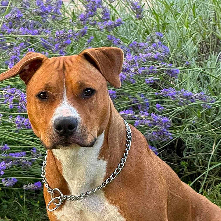 Ukie a rejoint le concours — aidez-le/la à gagner de superbes lots ! dog, pet, brown_dog, white_chest, sitting, outdoor, garden, flowers, purple_flowers, grass, animal, canine, portrait, chain_collar, short_fur, floppy_ears, front_facing, serious_expression, nature, vertical_photo
