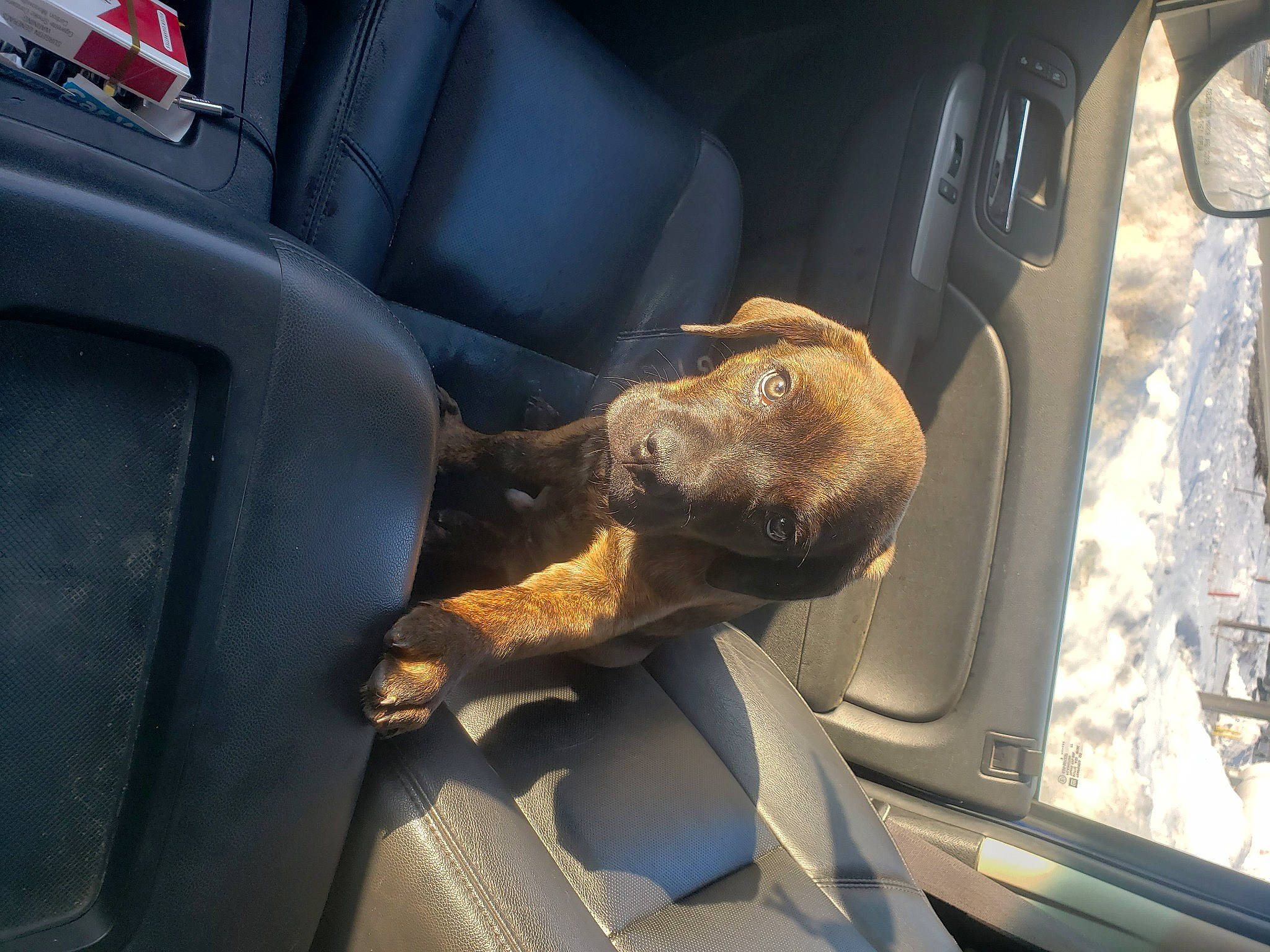 Gibbs joined the competition — help win amazing prizes! auto_part, automotive_design, automotive_exterior, automotive_lighting, automotive_mirror, car, car_seat, car_seat_cover, carnivore, dog, dog_breed, family_car, fawn, head_restraint, luxury_vehicle, mode_of_transport, motor_vehicle, personal_luxury_car, vehicle, vehicle_door