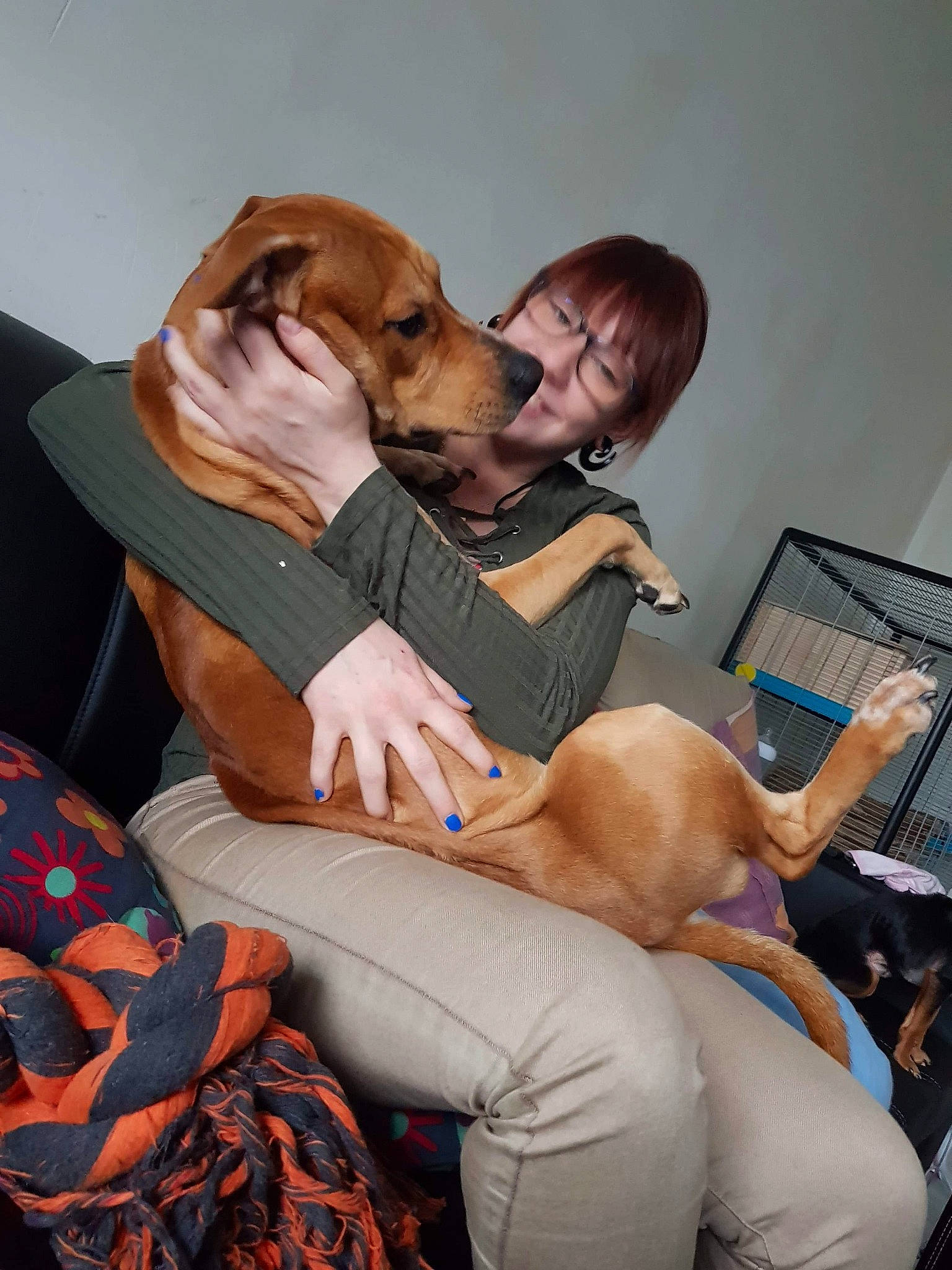 Kenzo a rejoint le concours — aidez-le/la à gagner de superbes lots ! canidae, carnivore, companion_dog, dog, dog_breed, fawn, mammal, person, puppy_love, rhodesian_ridgeback