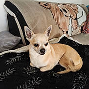Philou participe au concours pour gagner de l'argent avec cette photo : dog, chihuahua, pet, small_dog, tan_dog, blanket, couch, indoor, resting, lying_down, animal, fur, ears, cute, companion, household, cozy, domestic, portrait, canine