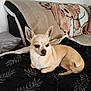 dog, chihuahua, pet, small_dog, tan_dog, blanket, couch, indoor, resting, lying_down, animal, fur, ears, cute, companion, household, cozy, domestic, portrait, canine