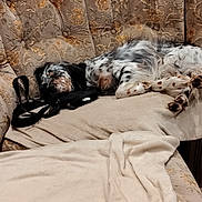 Bandit a rejoint le concours — aidez-le/la à gagner de superbes lots ! dog, sleeping, couch, blanket, floral_pattern, vintage, indoor, pet, resting, cozy, black_bag, fur, spotted, relaxation, domestic, home, comfort, animal, nap, furniture