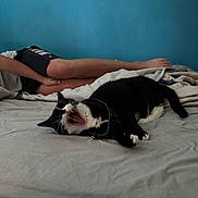 Zoe is registered to the contest to win money with this photo: cat, black_and_white, yawning, bed, blanket, person, shorts, white_shirt, blue_wall, lying_down, harness, indoor, relaxed, feline, pet, animal, cozy, resting, domestic, casual