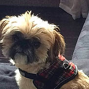 Haby a rejoint le concours — aidez-le/la à gagner de superbes lots ! affenpinscher, animal, canine, couch, cushion, dog, furniture, homedecor, pet, poodle, pug, puppy, terrier