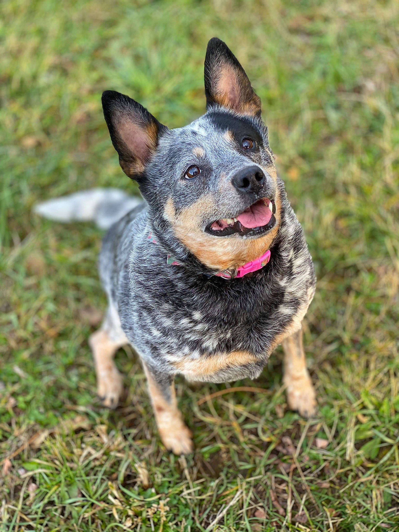 Bella joined the competition — help win amazing prizes! australian_cattle_dog, canidae, carnivore, collar, companion_dog, dog, dog_breed, grass, guard_dog, herding_dog, hunting_dog, plant, snout, sporting_group, terrestrial_animal, whiskers, working_dog