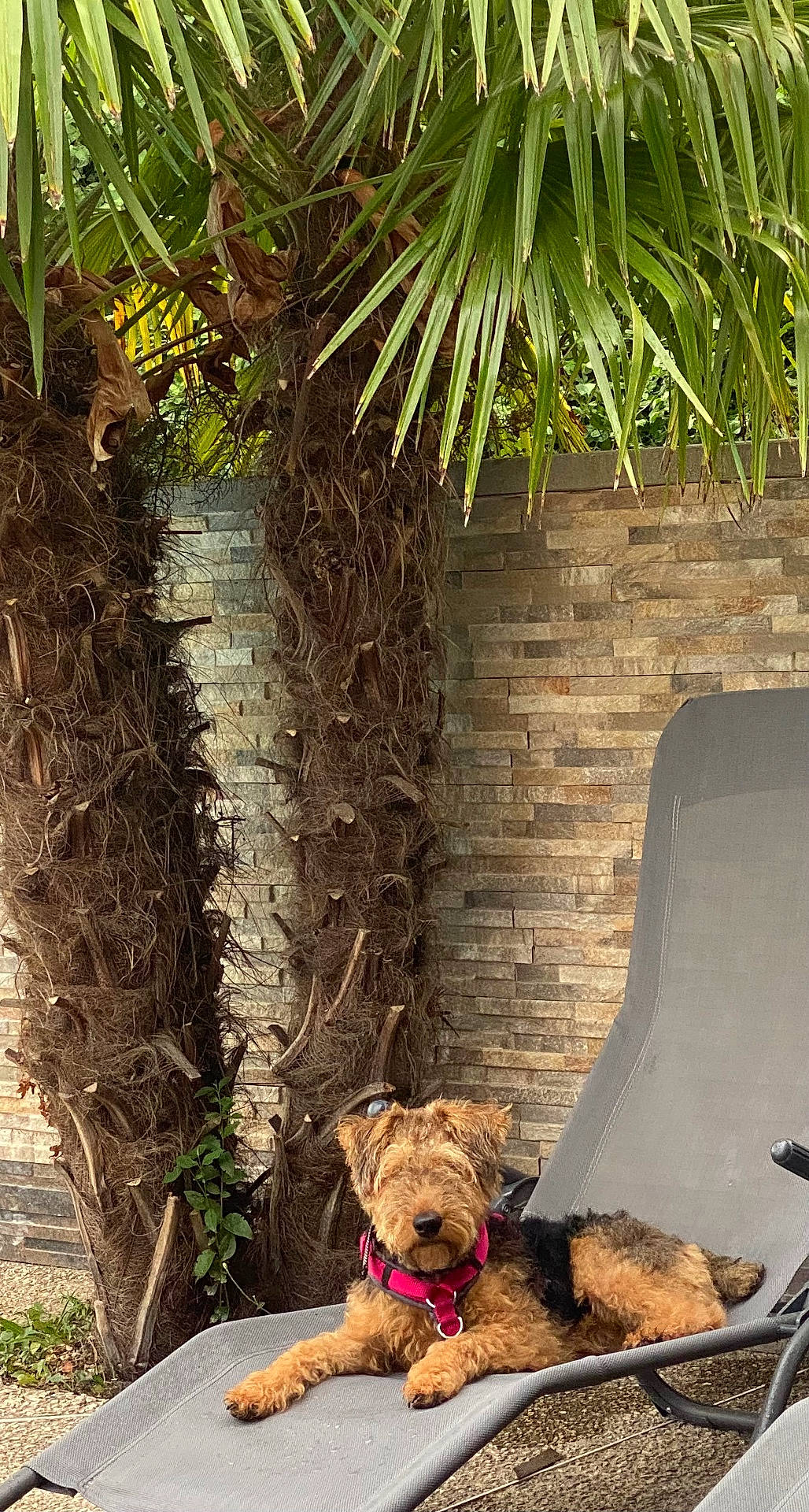 Uliana a rejoint le concours — aidez-le/la à gagner de superbes lots ! airedale, animal, canine, dog, dogbed, furniture, palmtree, pet, plant, puppy, terrier, tree