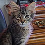 animal, blurred_background, cat, closeup, curious, cute, dresser, ears, eyes, fur, furniture, indoor, kitten, monitor, pet, portrait, tabby, whiskers, wood, young