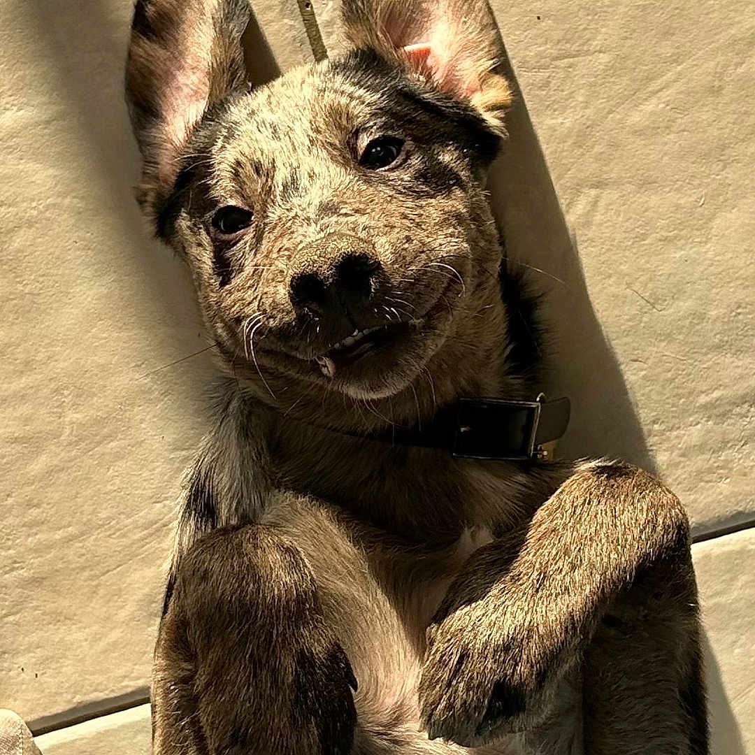 Hercules participe au concours pour gagner de l'argent avec cette photo : animal, architecture, building, bulldog, canine, chair, chihuahua, couch, dog, frenchbulldog, furniture, hound, person, pet, pitbull, pug, puppy, rock, sleeping, wall