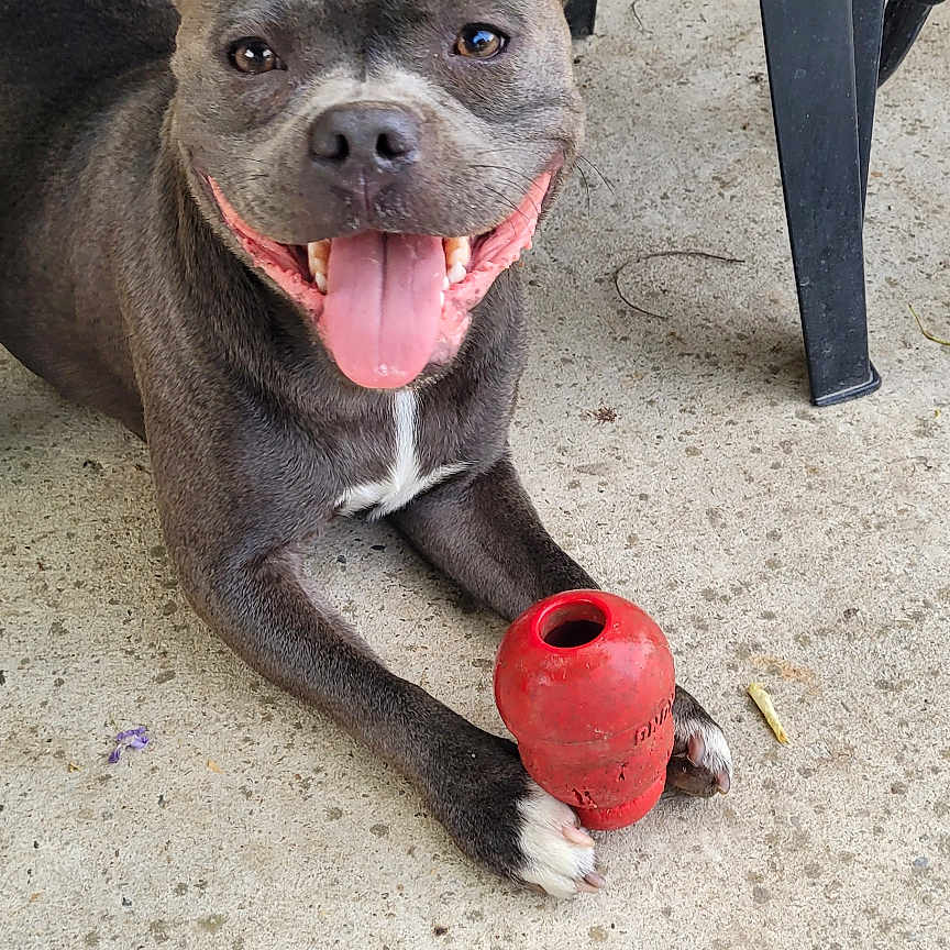 Vixie a rejoint le concours — aidez-le/la à gagner de superbes lots ! animal_face, black_chair, canine, cheerful, close_up, concrete, dog, domestic_animal, floor, fur, happy, outdoor, paw, pet, playful, red_toy, resting, smiling, tongue_out, toy