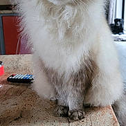Lilly participe au concours pour gagner de l'argent avec cette photo : animal, background, cat, closeup, curious, domestic, ears, eyes, feline, fluffy, fur, house, indoor, living_room, marble, pet, portrait, remote_control, table, whiskers