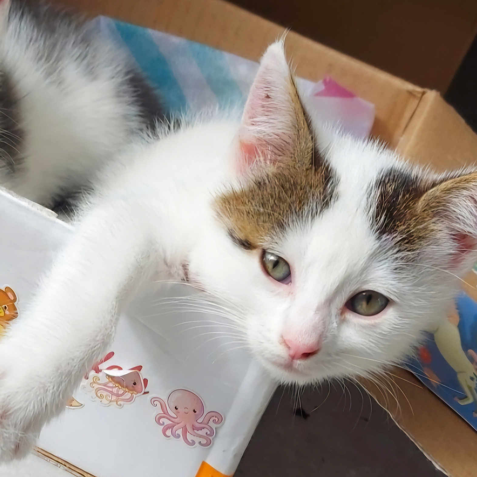 Lily a rejoint le concours — aidez-le/la à gagner de superbes lots ! abyssinian, angora, animal, box, cardboard, carton, cat, kitten, manx, person, pet, siamese