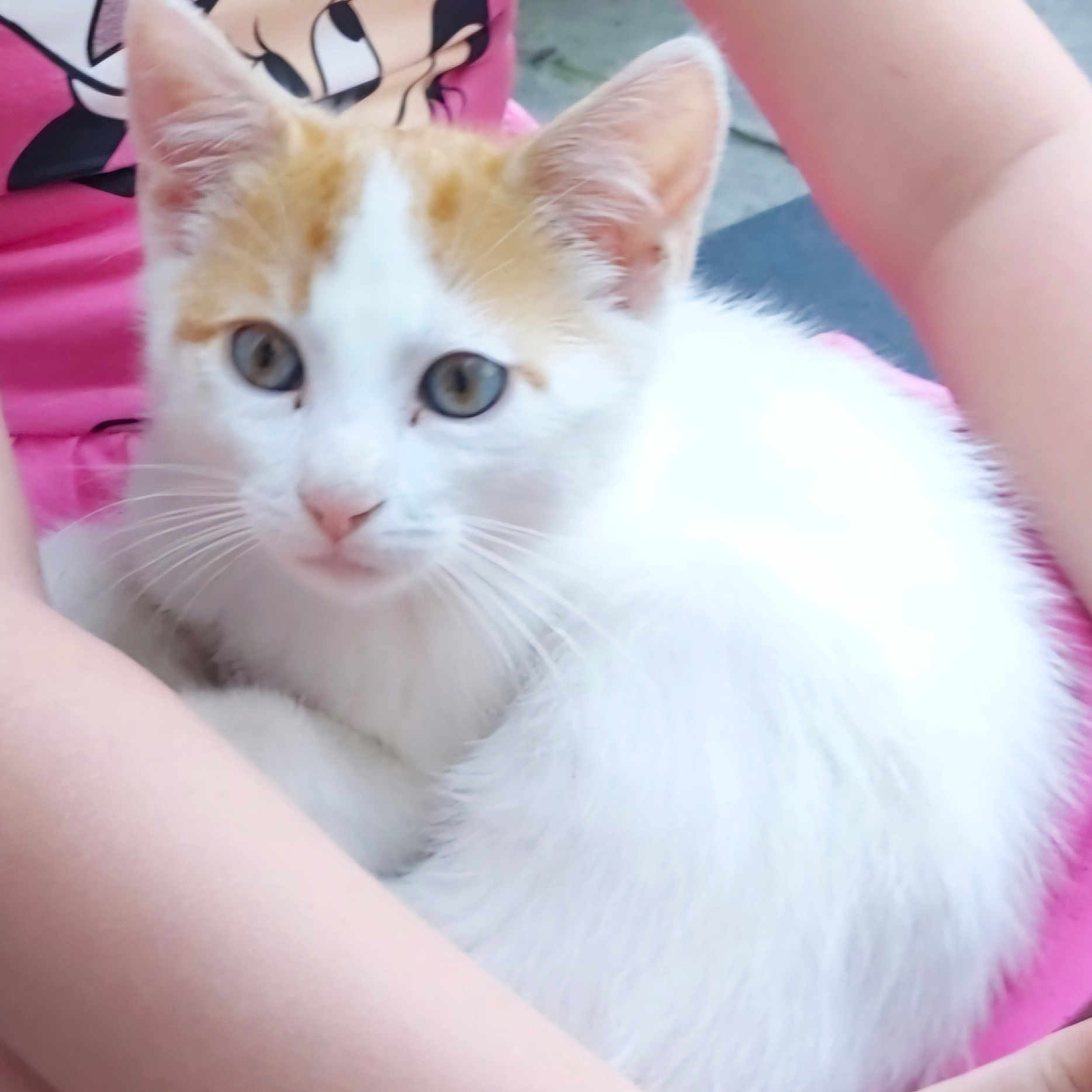 Tigrou a rejoint le concours — aidez-le/la à gagner de superbes lots ! abyssinian, angora, animal, cat, kitten, manx, pet, siamese