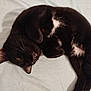cat, black_cat, white_patches, fur, pet, sleeping, resting, curled_up, whiskers, ears, cute, domestic_animal, animal, feline, indoor, bed, sheet, relaxed, close_up, sleepy