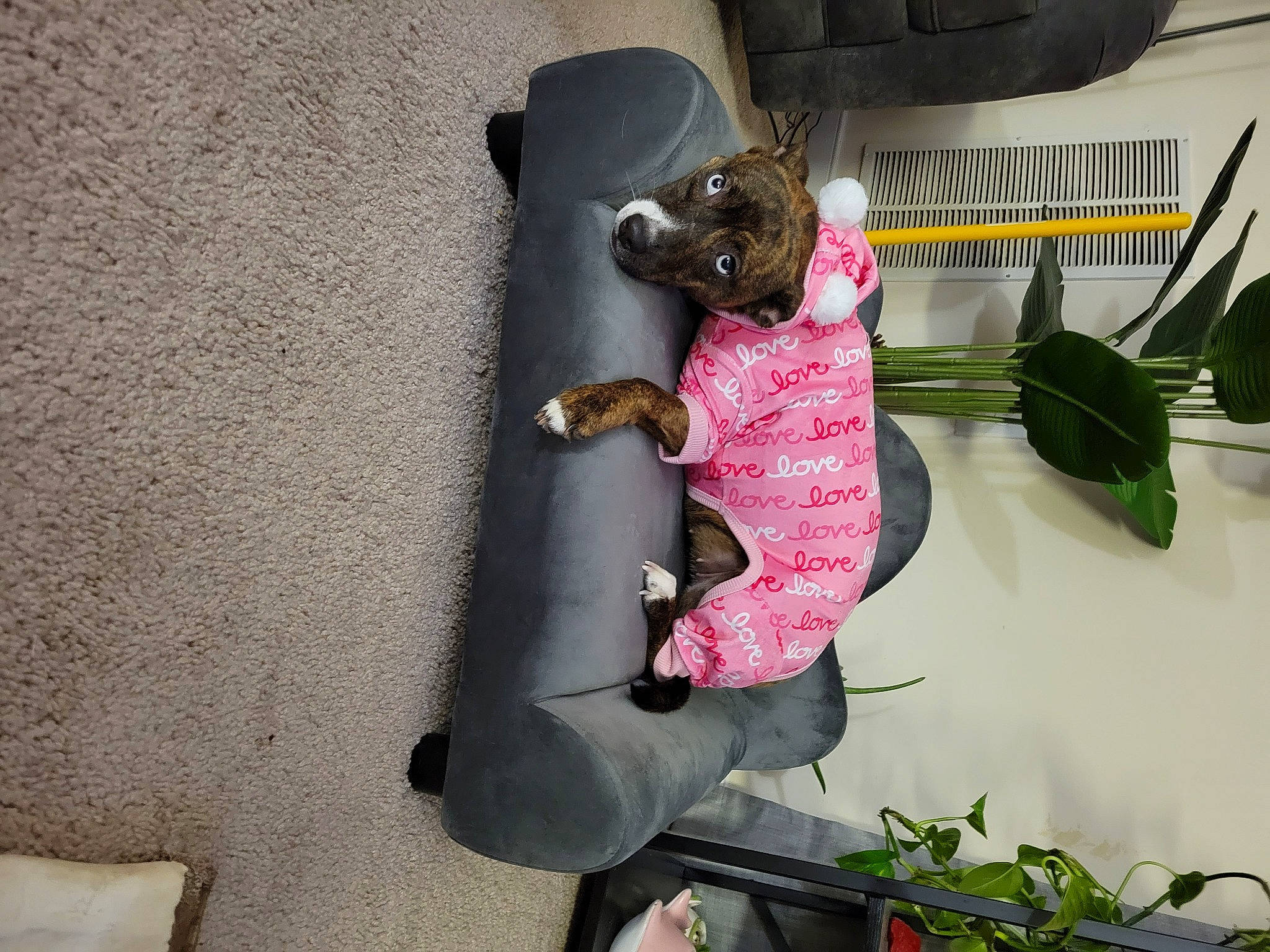 Baby Jet is registered to the contest to win money with this photo: art, baby_products, carmine, chair, companion_dog, concrete, fashion_accessory, houseplant, magenta, plant, room, stuffed_toy, toy, visual_arts