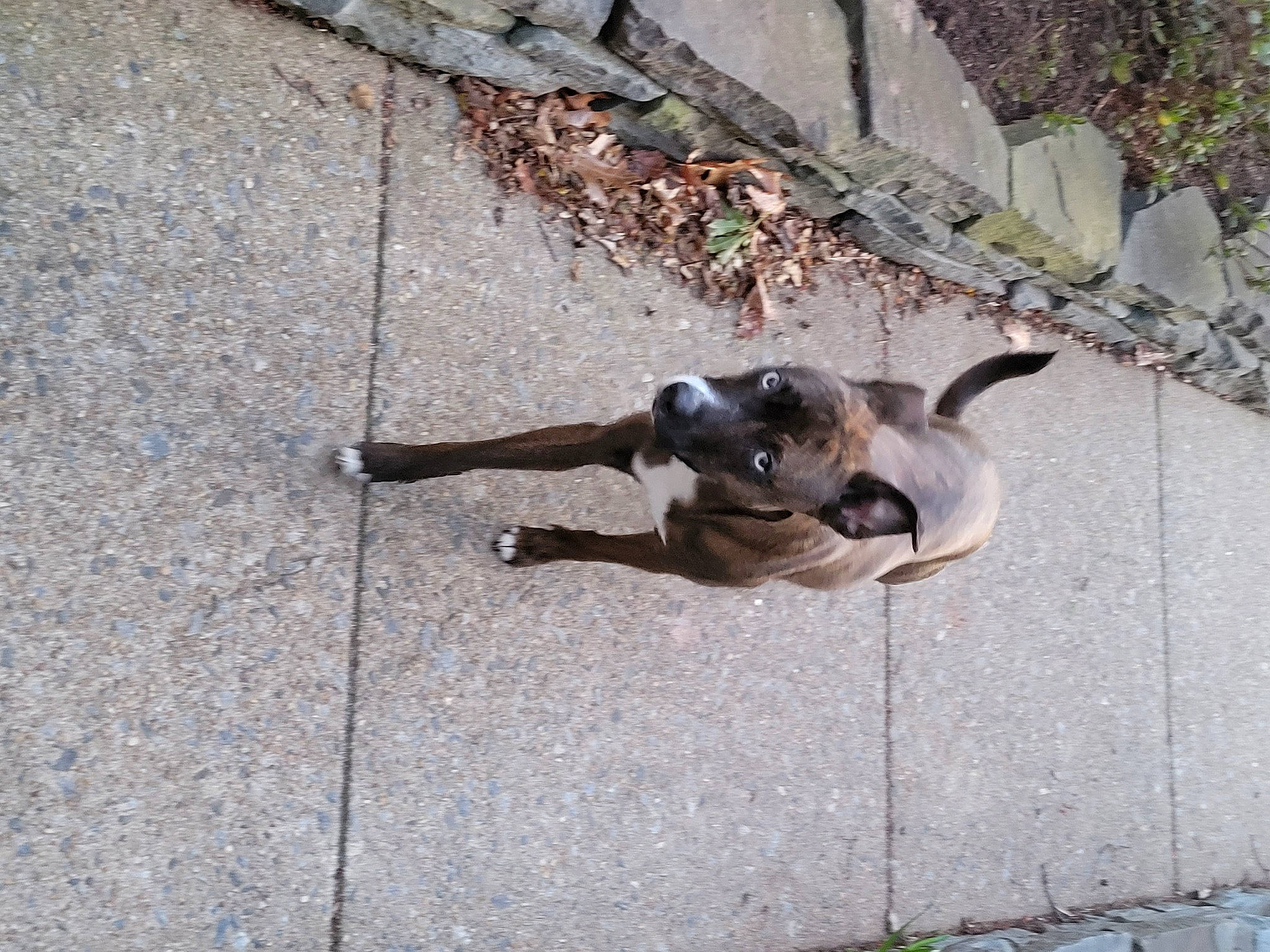 Baby Jet joined the competition — help win amazing prizes! ancient_dog_breeds, canidae, carnivore, collar, companion_dog, concrete, dog, dog_breed, dog_collar, fawn, non_sporting_group, pet_supply, road_surface, snout, sporting_group, tail, working_animal