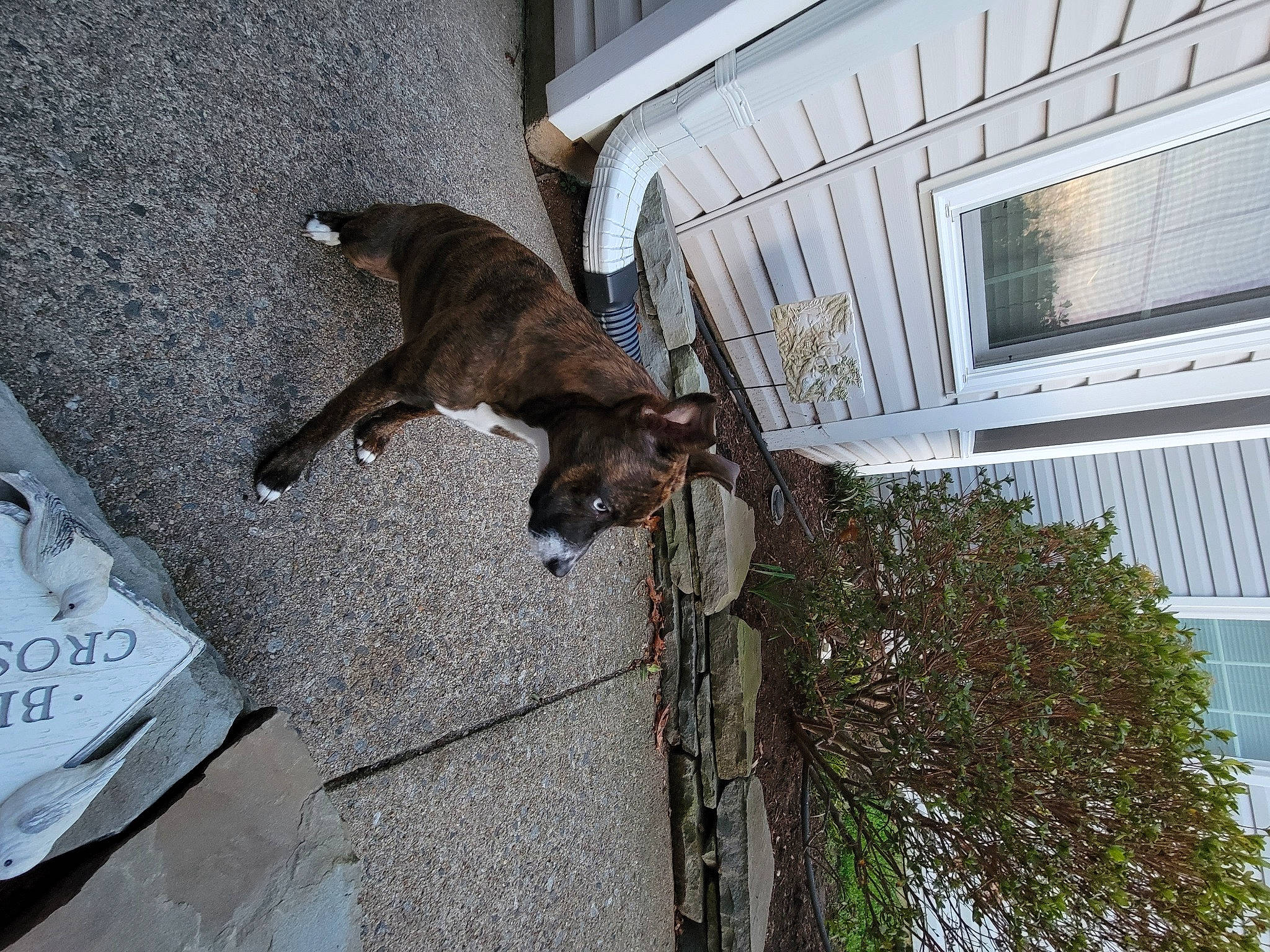 Baby Jet joined the competition — help win amazing prizes! building, canidae, carnivore, collar, dog, dog_breed, fawn, felidae, fur, goats, leash, pet_supply, plant, snout, sporting_group, tail, terrestrial_animal, tree, wallaby, working_animal