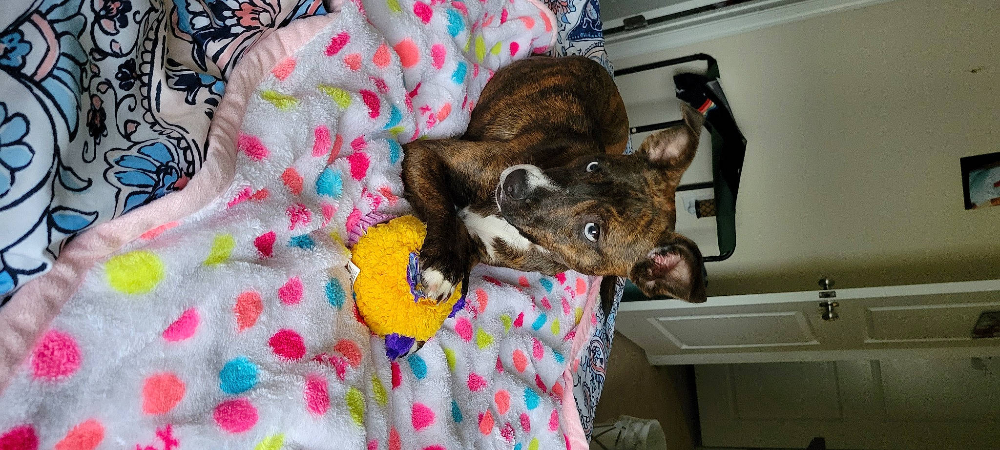 Baby Jet is registered to the contest to win money with this photo: canidae, carnivore, collar, comfort, companion_dog, dog_breed, dog_supply, domestic_short_haired_cat, fawn, felidae, fur, linens, pattern, pet_supply, room, small_to_medium_sized_cats, snout, sporting_group, whiskers, working_animal