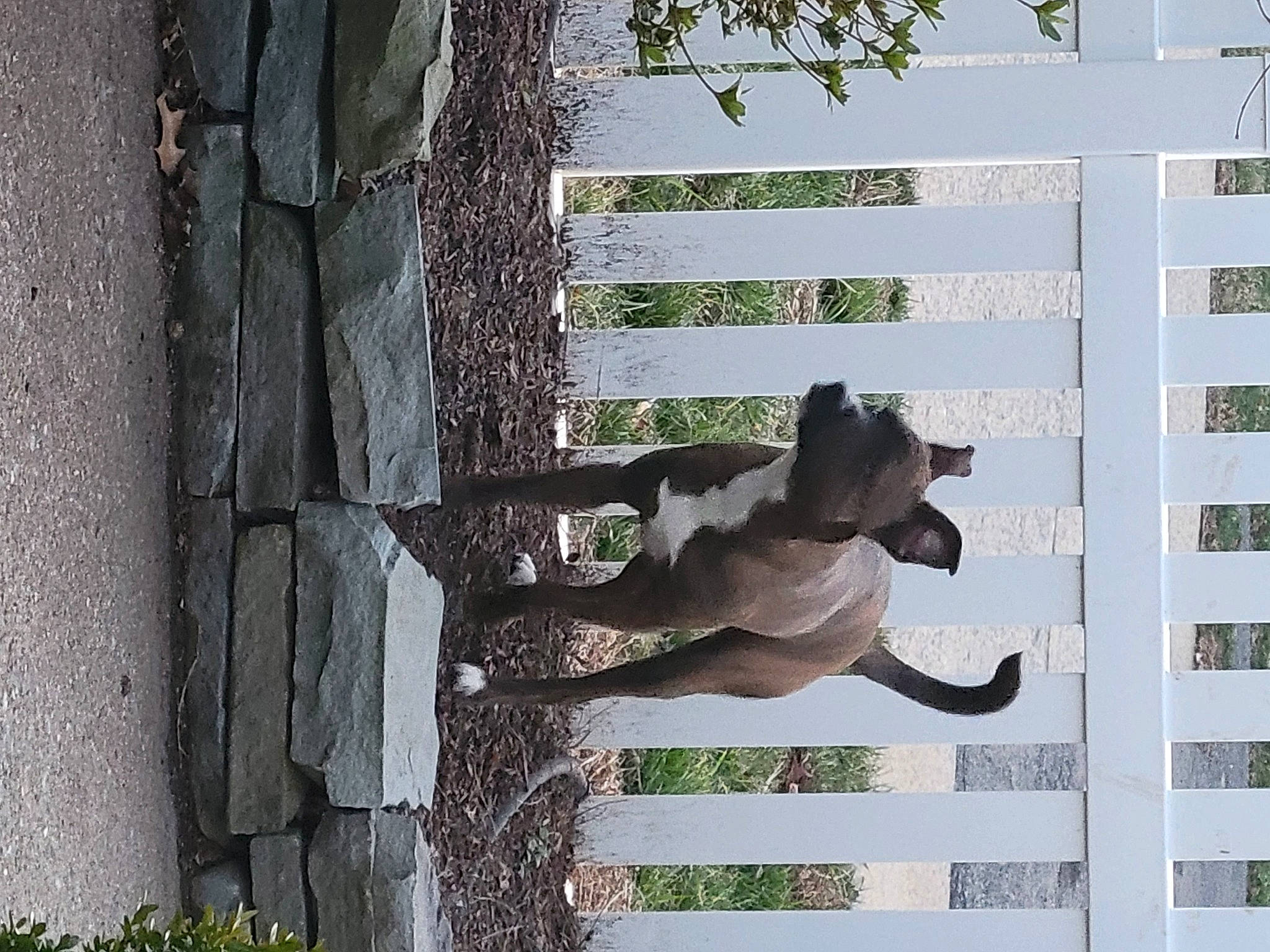 Baby Jet is registered to the contest to win money with this photo: art, canidae, carnivore, dog, dog_breed, fawn, grass, guard_dog, landscape, metal, plant, shadow, siding, sporting_group, statue, tail, tree, trunk, wood, woody_plant