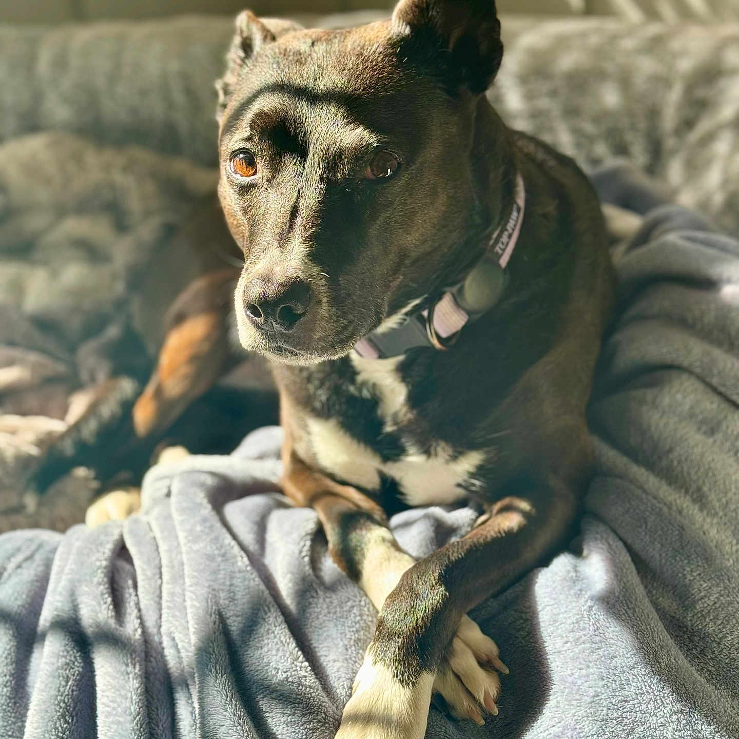Nora is registered to the contest to win money with this photo: animal, ball, bed, bedroom, blanket, canine, chihuahua, couch, cushion, dog, furniture, homedecor, hound, indoors, pet, puppy, room, snout, sport, tennis