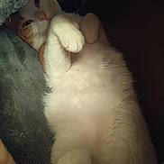 Macha a rejoint le concours — aidez-le/la à gagner de superbes lots ! cat, pet, animal, feline, sleeping, cozy, paws, fur, cute, resting, indoors, blanket, relaxed, whiskers, lying_down, closeup, snuggled, soft, cute_pet, domestic_animal