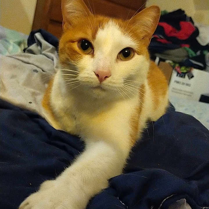 Macha