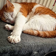 Macha a rejoint le concours — aidez-le/la à gagner de superbes lots ! animal, cat, cat_tree, cozy, cute, domestic_animal, feline, fur, home, indoor, orange_and_white, paw, pet, quiet, relaxed, resting, sleeping, tail, warm_light, whiskers
