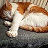 Macha a rejoint le concours — aidez-le/la à gagner de superbes lots ! cat, sleeping, orange_and_white, feline, paw, cat_tree, cozy, indoor, resting, fur, pet, radiator, medal, home, animal, cute, relaxed, whiskers, claws, napping
