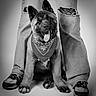 puppy, dog, bandana, jeans, ripped_jeans, sneakers, black_and_white, portrait, studio, cute, pet, animal, happy, tongue_out, young_dog, fur, paw, sitting, person, legs