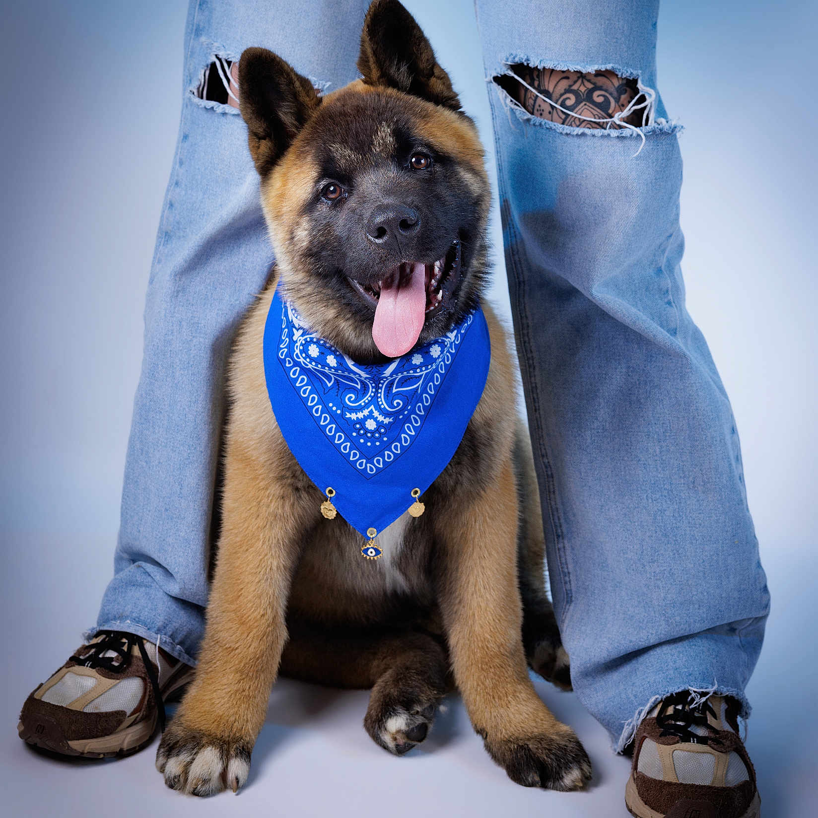 Akira participe au concours pour gagner de l'argent avec cette photo : puppy, dog, bandana, blue_bandana, jeans, ripped_jeans, sneakers, person, pet, tongue_out, happy, studio, portrait, front_view, indoor, cute, animal, mammal, fur, paw