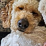 Blu joined the competition — help win amazing prizes! dog, close_up, curly_fur, nose, sleepy, relaxed, pet, animal, fluffy, brown, white, texture, background, indoor, cute, mammal, companion, portrait, resting, fur