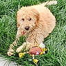 Blu is registered to the contest to win money with this photo: dog, puppy, golden_doodle, grass, outdoor, toy, plush_toy, playful, curly_fur, pet, animal, nature, greenery, cute, young_dog, fur, relaxed, summer, daylight, canine