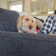 Blu is registered to the contest to win money with this photo: dog, toy, couch, living_room, curly_fur, plaid_shirt, window, curtains, mirror, home_interior, pet, chewing, seated_person, decor, furniture, relaxed, indoor, cozy, light, casual