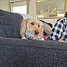 dog, toy, couch, living_room, curly_fur, plaid_shirt, window, curtains, mirror, home_interior, pet, chewing, seated_person, decor, furniture, relaxed, indoor, cozy, light, casual