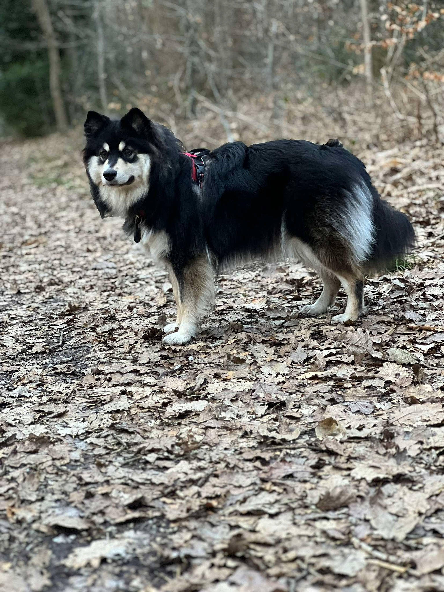 Umie a rejoint le concours — aidez-le/la à gagner de superbes lots ! canidae, canis, carnivore, companion_dog, dog, dog_breed, fur, herding_dog, non_sporting_group, road_surface, siberian_husky, sled_dog, snout, soil, sporting_group, tail, terrestrial_animal, tree, working_animal, working_dog