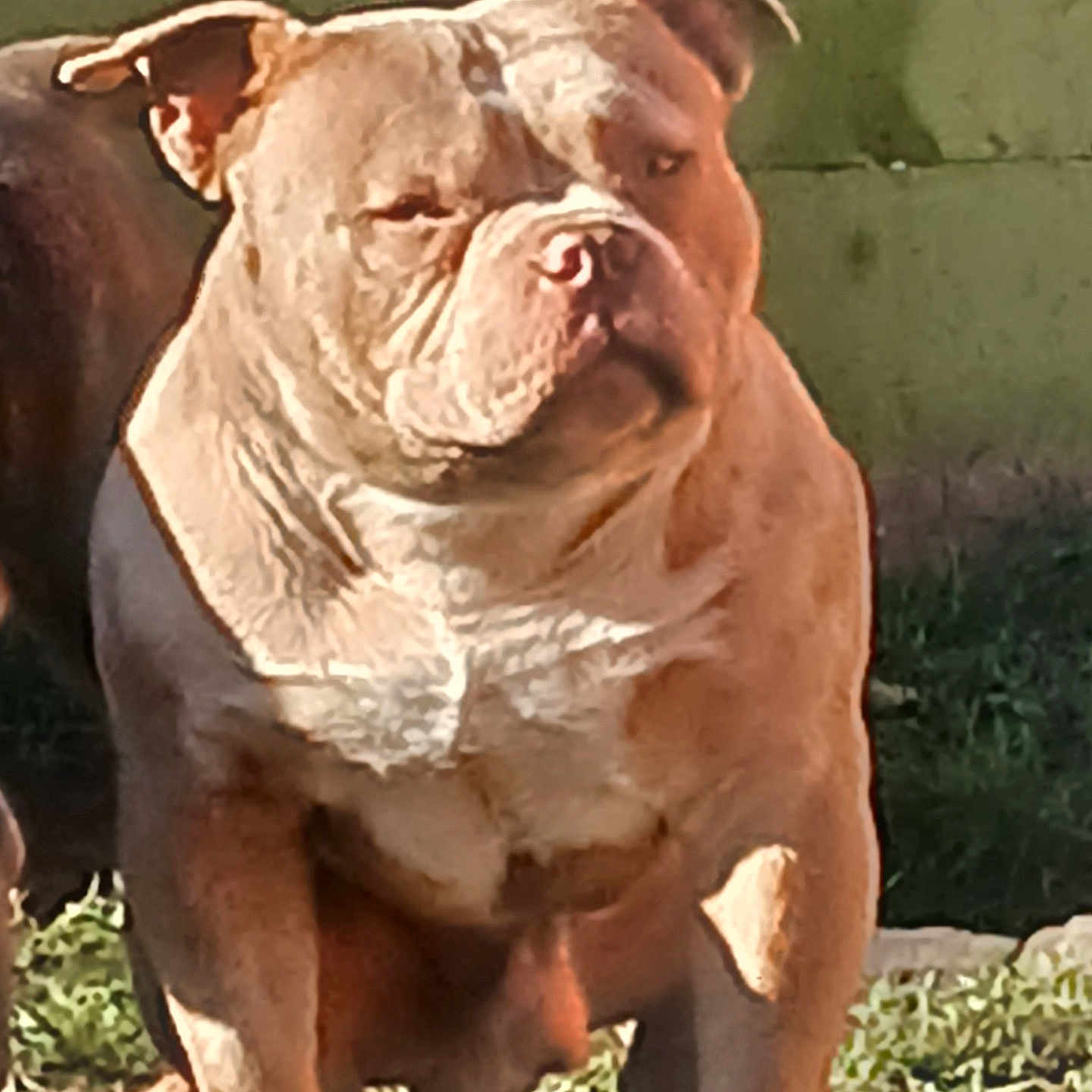 Pablo a rejoint le concours — aidez-le/la à gagner de superbes lots ! animal, bear, boxer, bulldog, canine, dog, face, frenchbulldog, head, person, pet, pitbull, puppy, snout, whitedog