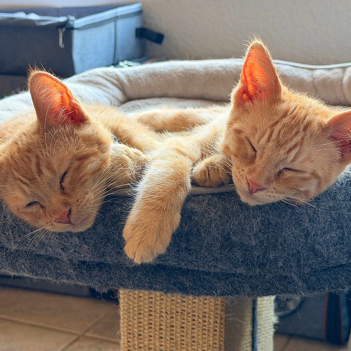Zach And Cidy is registered to the contest to win money with this photo: animal, cat, closeup, cozy, cute, domestic_cat, feline, friendship, fur, ginger_cat, indoor, kitten, napping, paw, pet_bed, relaxation, resting, sleeping, soft_light, two_cats