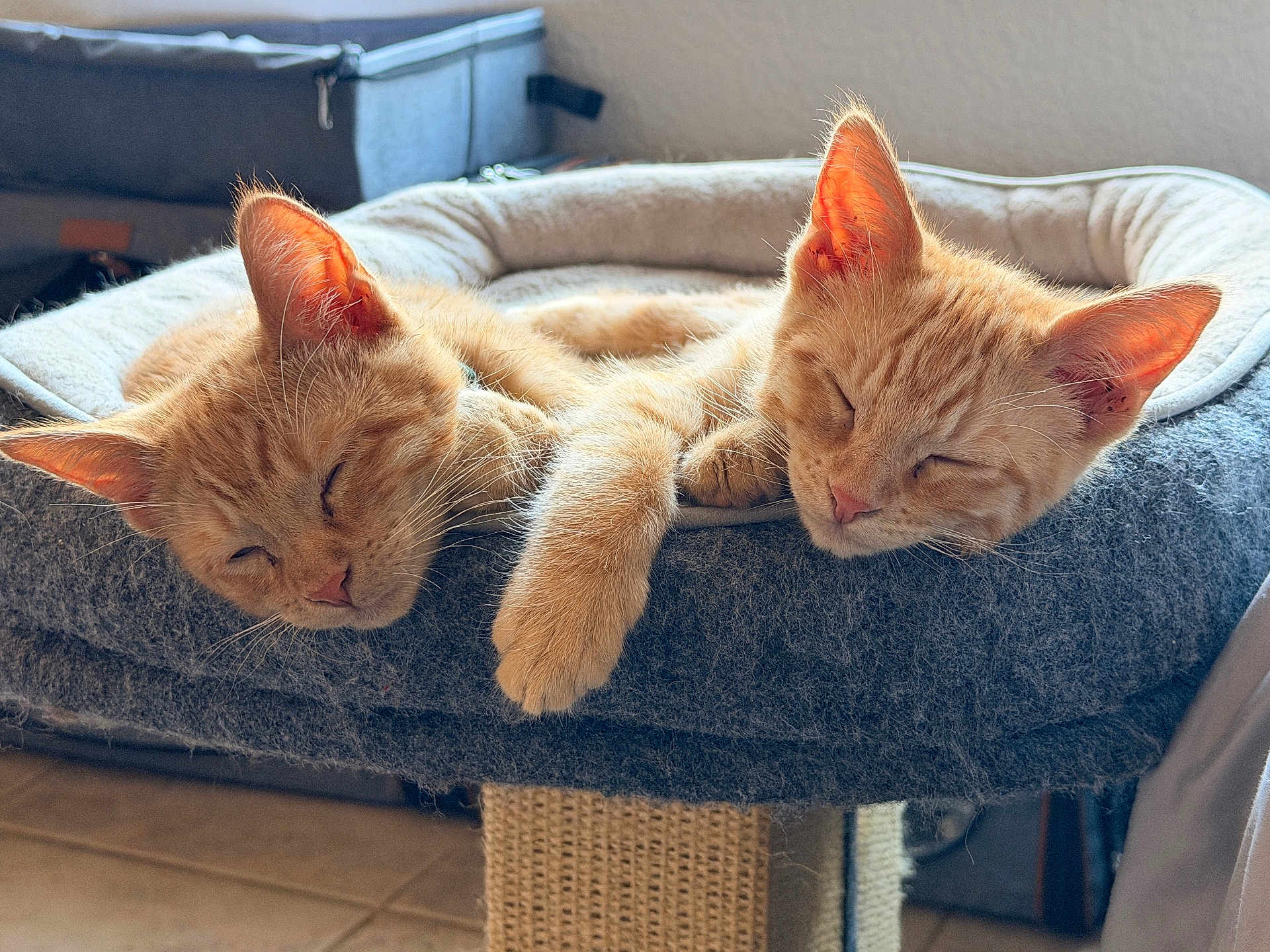 Zach And Cidy is registered to the contest to win money with this photo: cat, kitten, sleeping, ginger_cat, pet_bed, cozy, feline, fur, paw, resting, cute, animal, indoor, relaxation, napping, domestic_cat, friendship, soft_light, closeup, two_cats