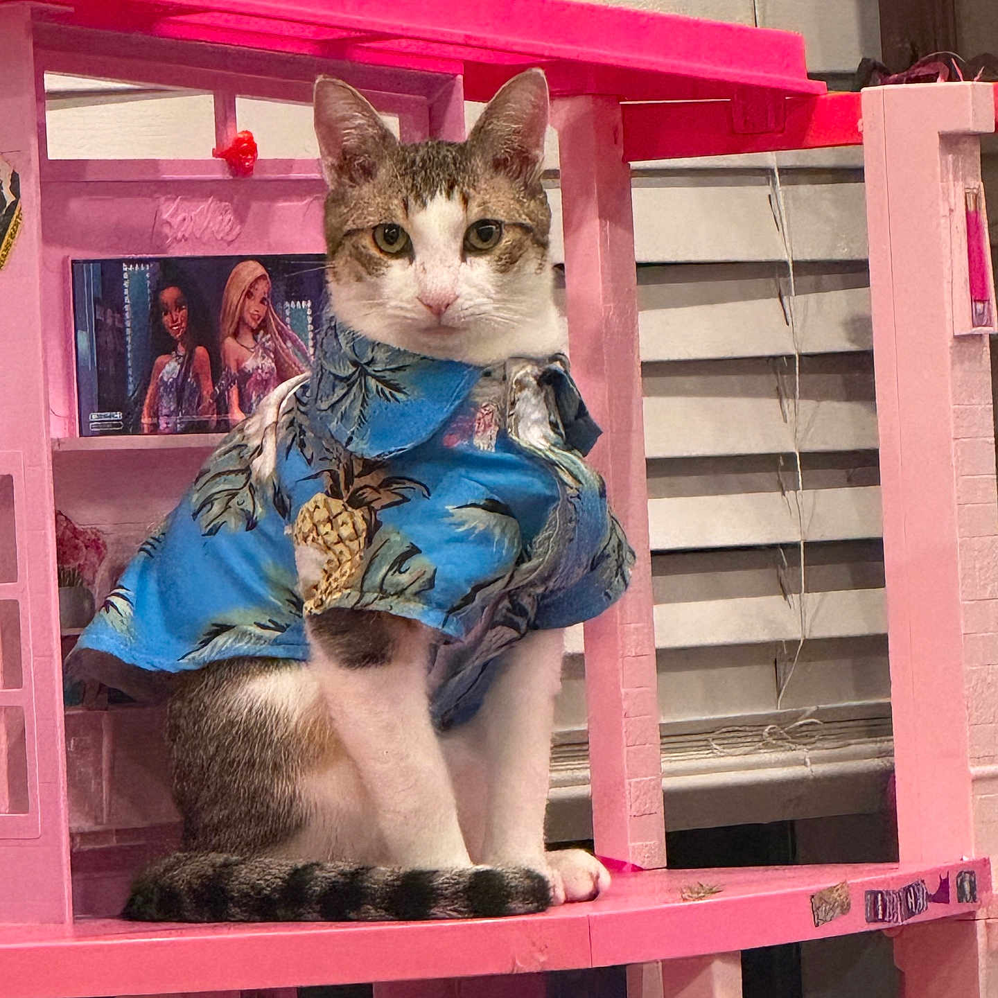 Captain Davey Jones is registered to the contest to win money with this photo: abyssinian, adult, animal, cat, chair, closet, cupboard, face, female, formalwear, furniture, head, kitten, manx, person, pet, plywood, shelf, woman, wood