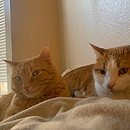 Thelma And Louise is registered to the contest to win money with this photo: animal, blanket, blinds, cat, cats, close_up, cozy, domestic_animal, feline, fur, ginger_cat, home, indoor, pet, relaxed, resting, sleepy, two_animals, warm_light, window