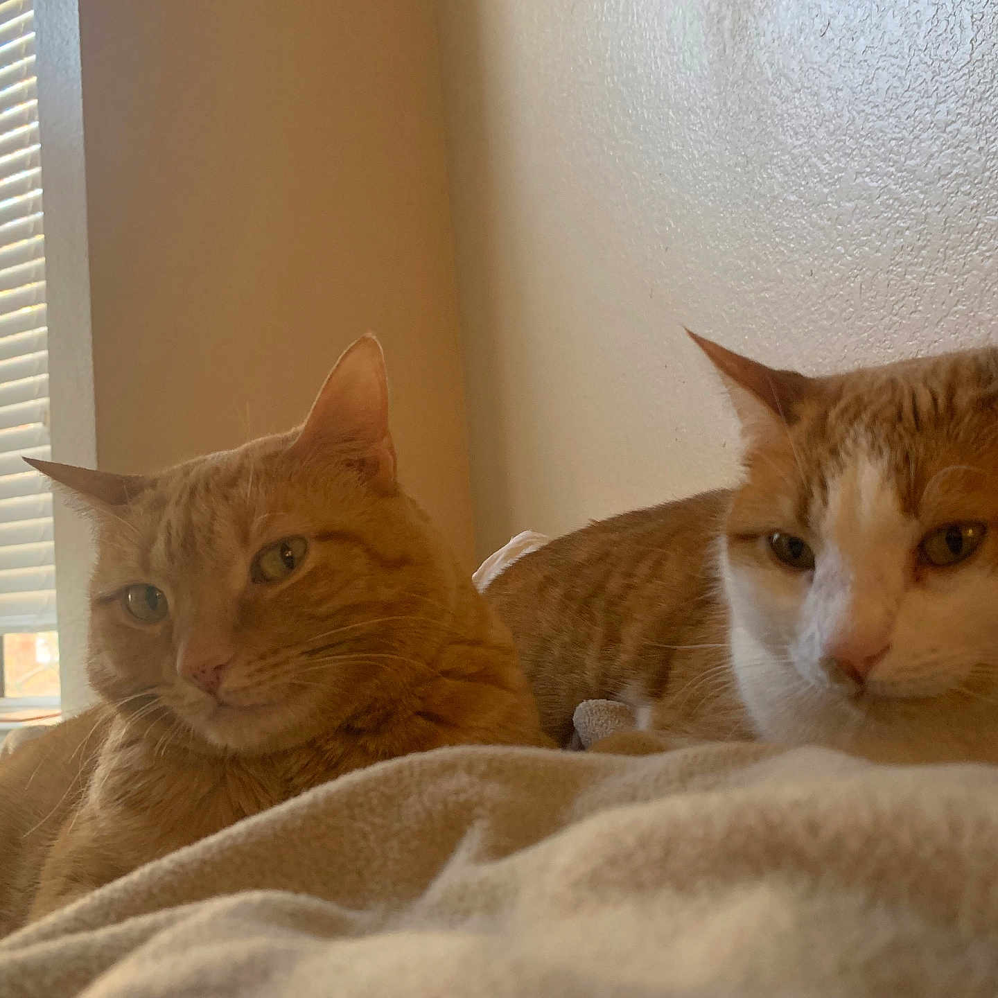 Thelma And Louise is registered to the contest to win money with this photo: animal, blanket, blinds, cat, cats, close_up, cozy, domestic_animal, feline, fur, ginger_cat, home, indoor, pet, relaxed, resting, sleepy, two_animals, warm_light, window