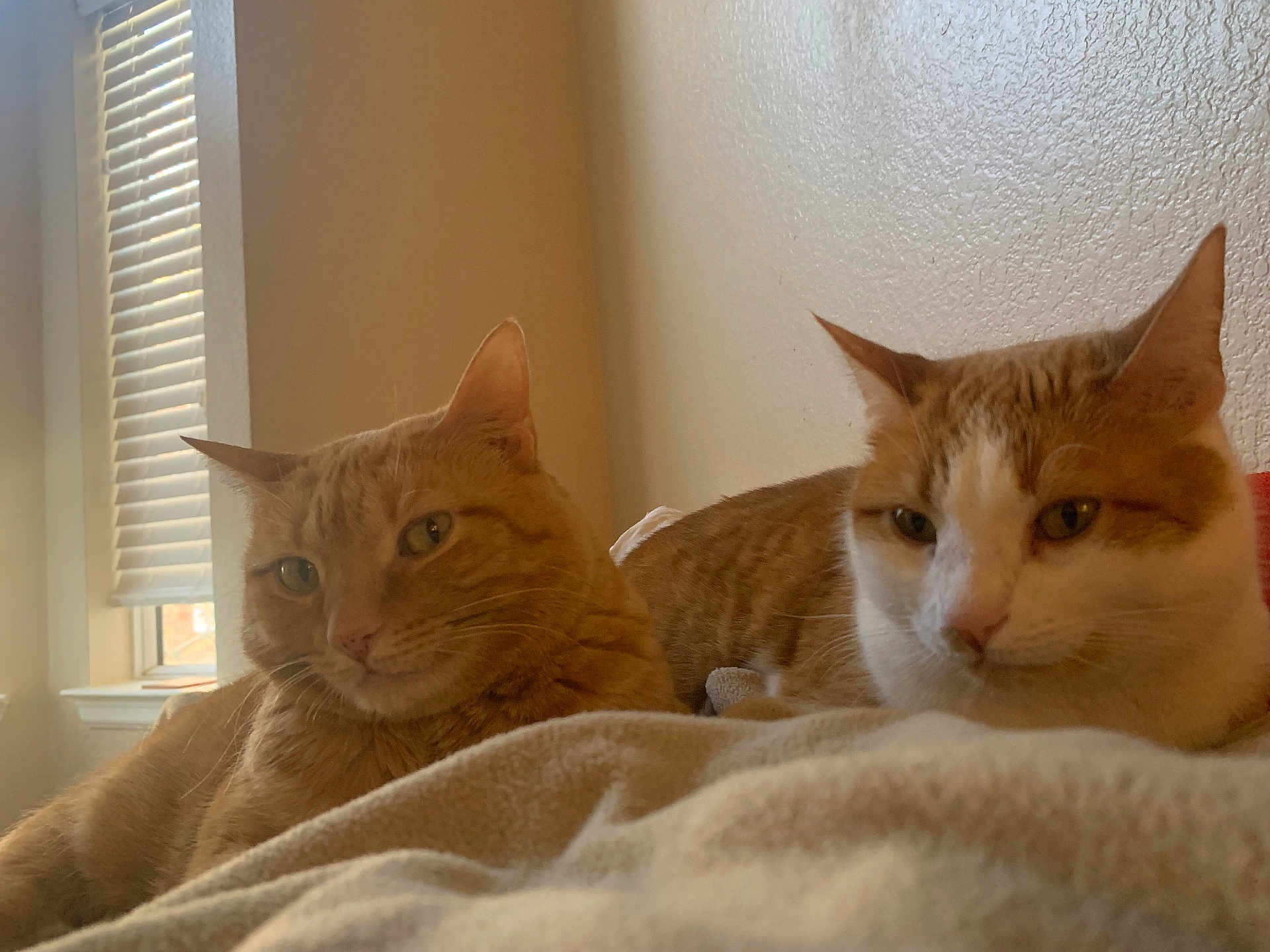 Thelma And Louise is registered to the contest to win money with this photo: animal, blanket, blinds, cat, cats, close_up, cozy, domestic_animal, feline, fur, ginger_cat, home, indoor, pet, relaxed, resting, sleepy, two_animals, warm_light, window