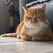 Donald a rejoint le concours — aidez-le/la à gagner de superbes lots ! cat, orange_tabby, indoor, floor, tile, fur, pet, animal, relaxed, resting, whiskers, ears, eyes, paws, domestic, cute, feline, closeup, portrait, home