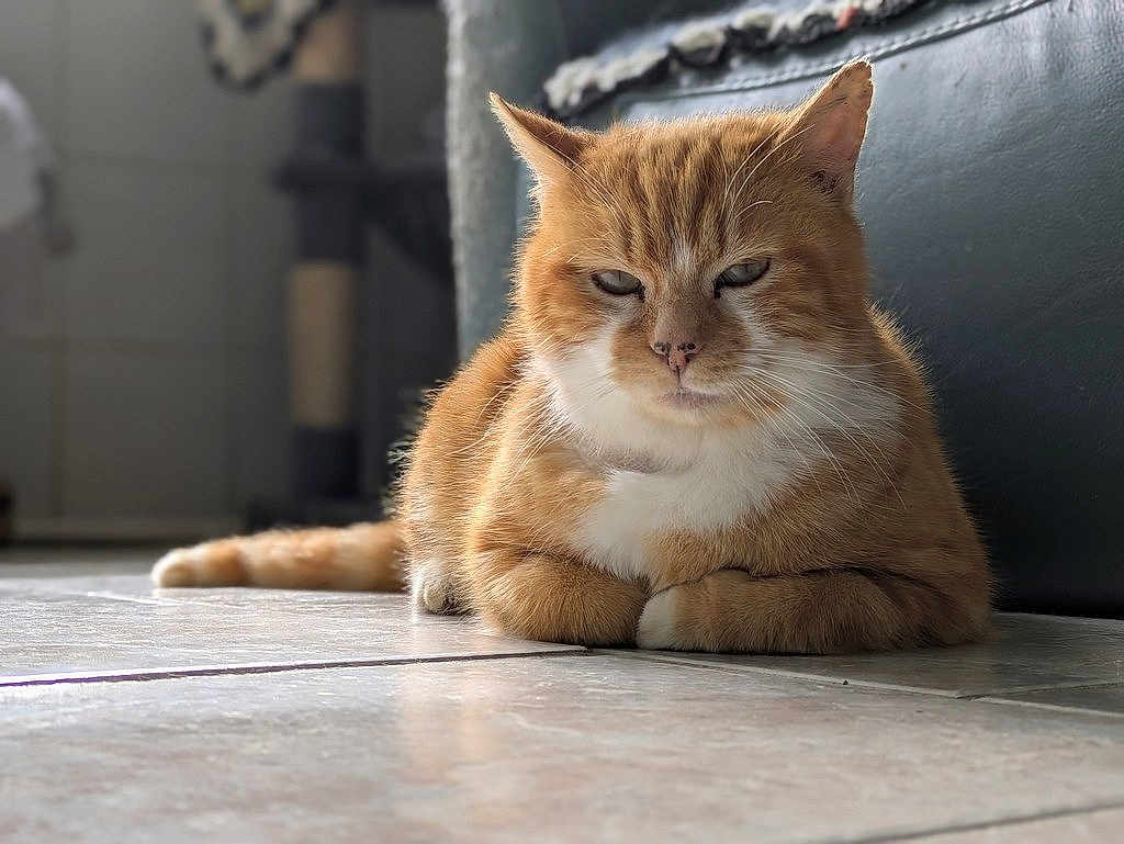Donald a rejoint le concours — aidez-le/la à gagner de superbes lots ! cat, orange_tabby, indoor, floor, tile, fur, pet, animal, relaxed, resting, whiskers, ears, eyes, paws, domestic, cute, feline, closeup, portrait, home