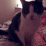 Thor a rejoint le concours — aidez-le/la à gagner de superbes lots ! asian, carnivore, cat, domestic_short_haired_cat, european_shorthair, fawn, felidae, fur, japanese_bobtail, kitten, mammal, small_to_medium_sized_cats, snout, tail, whiskers