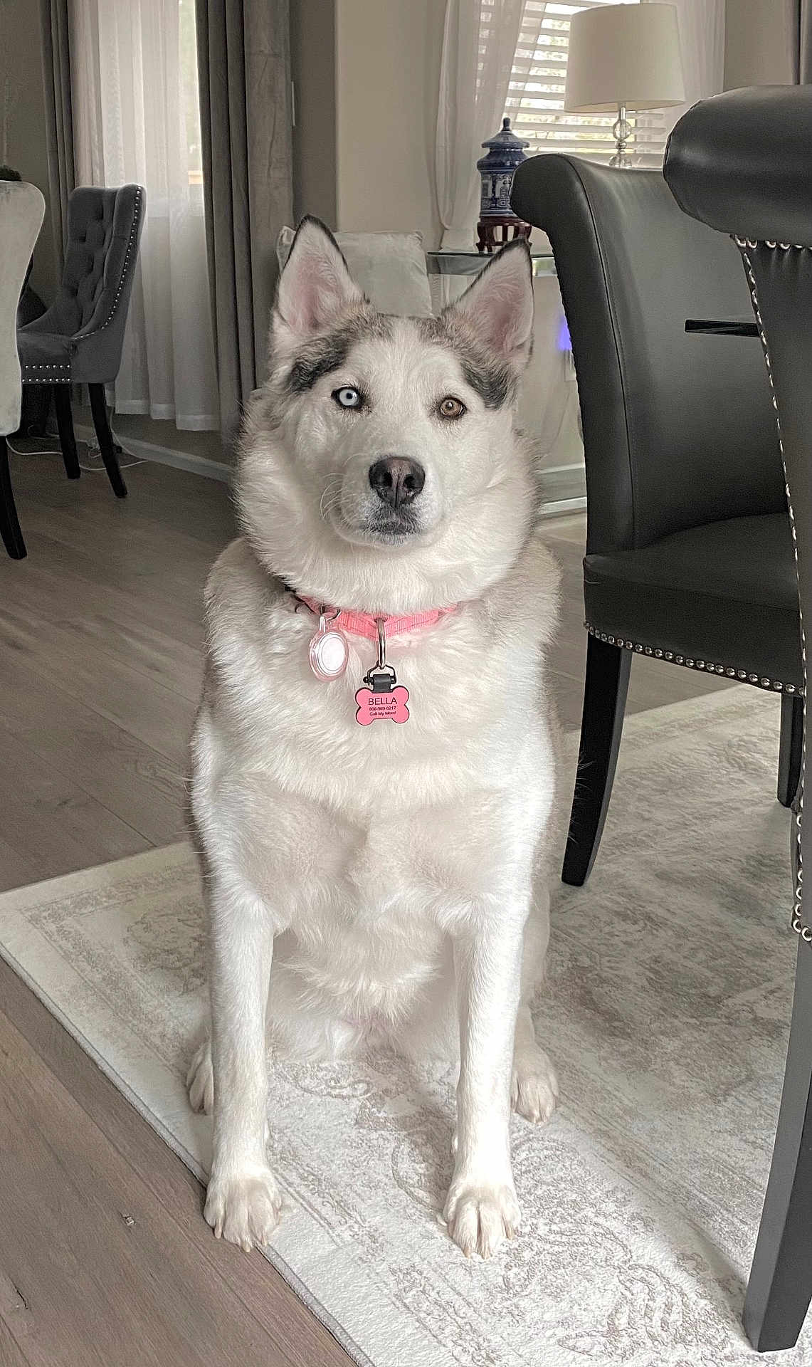 Bella is registered to the contest to win money with this photo: dog, heterochromia, sitting, indoor, living_room, collar, pet_tag, furniture, rug, curtains, lamp, table, chair, wood_floor, white_fur, brown_fur, blue_eye, brown_eye, calm, pet