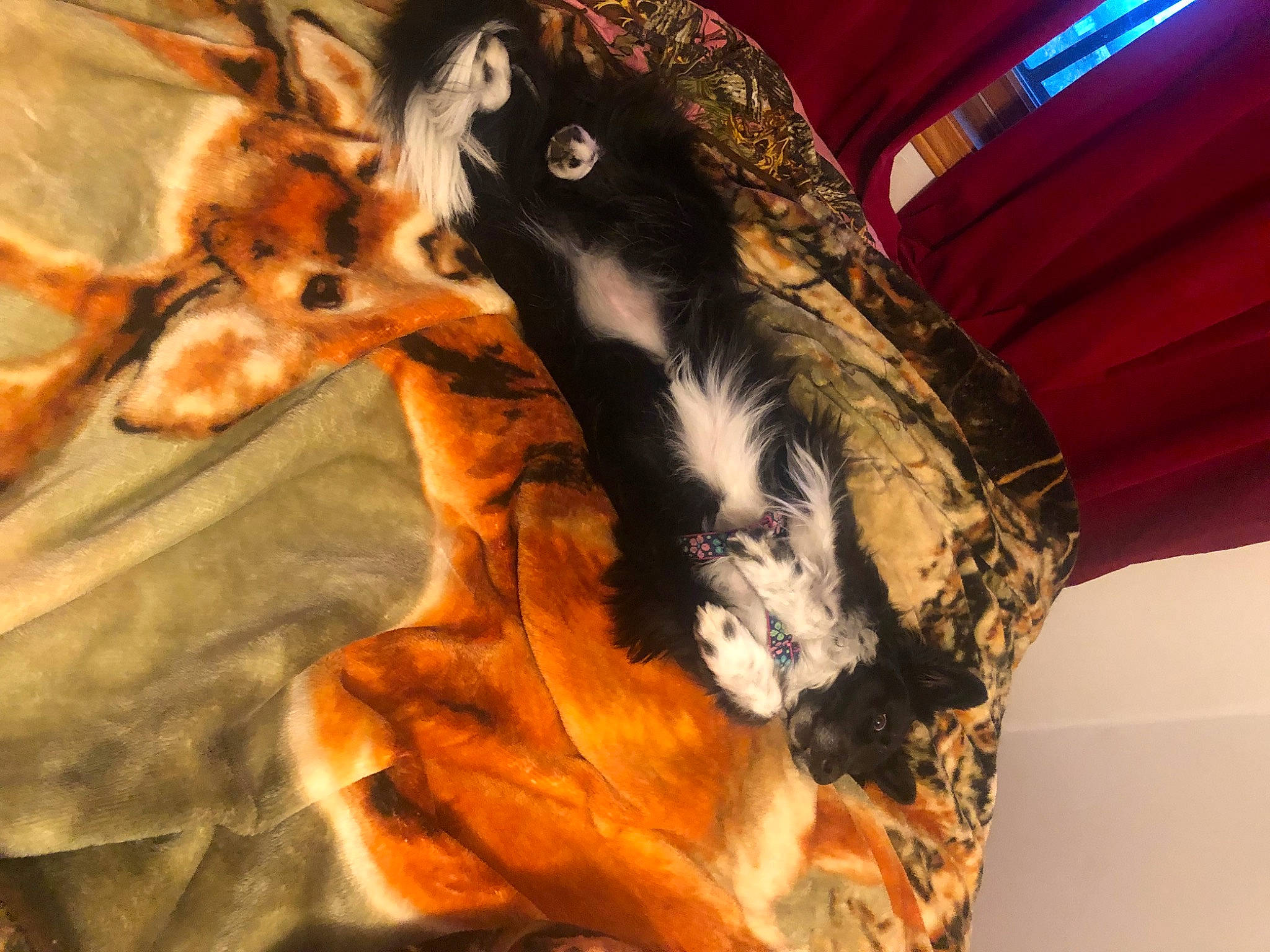 Ginny joined the competition — help win amazing prizes! antelope, art, canidae, deer, fawn, felidae, fur, giraffe, giraffidae, horn, pattern, recreation, snout, tail, terrestrial_animal, tree, visual_arts, whiskers, wildlife, wood