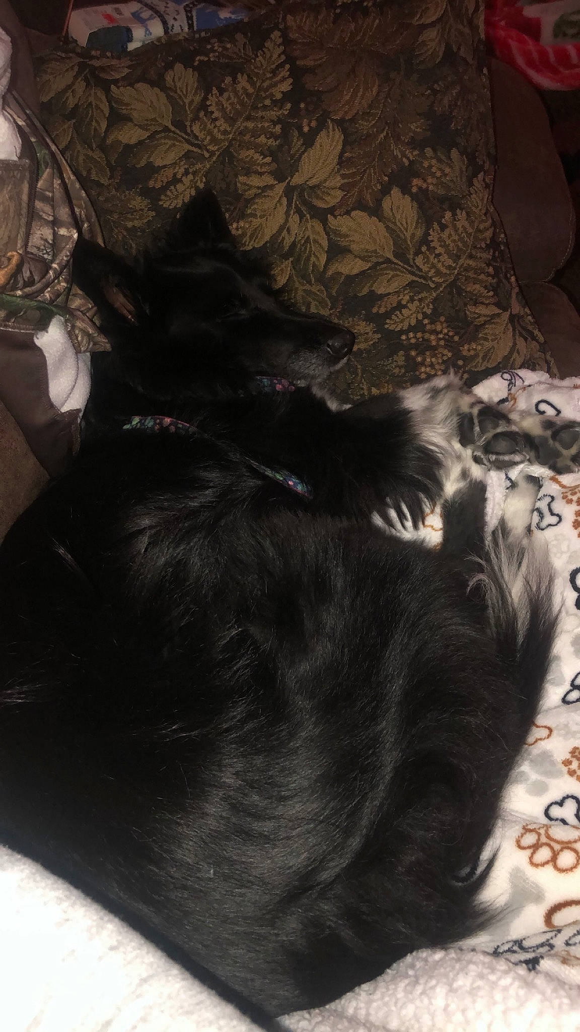 Ginny is registered to the contest to win money with this photo: bed, black_cat, carnivore, cat, claw, comfort, companion_dog, dog_breed, domestic_short_haired_cat, ear, felidae, fur, grey, linens, small_to_medium_sized_cats, snout, sporting_group, tail, tints_and_shades, whiskers